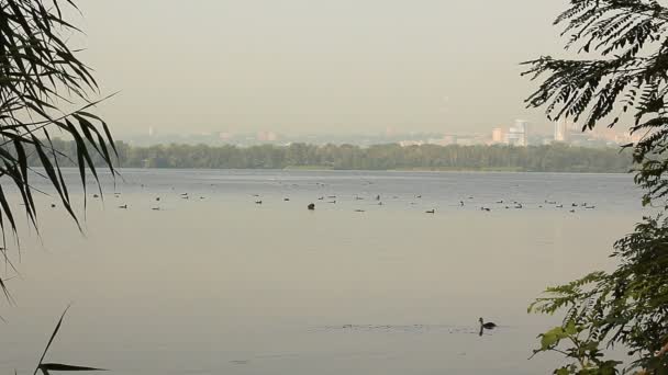 Estate città lago — Video Stock