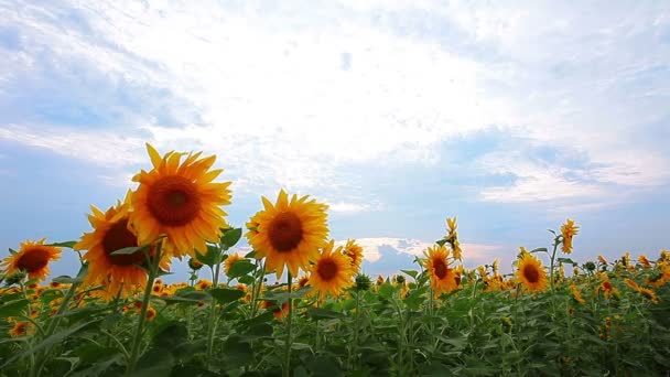 Sunflowers — Stock Video