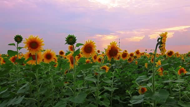 Girasoles — Vídeo de stock