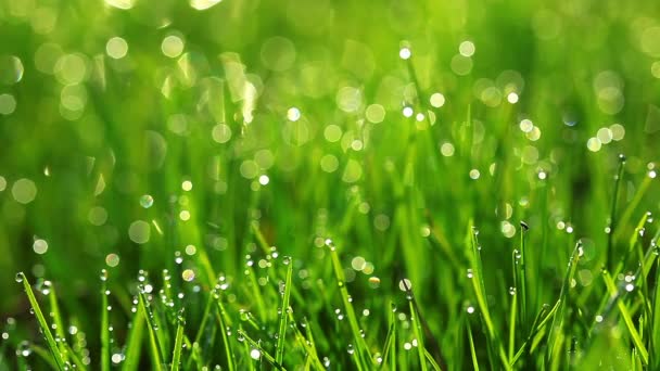 Herbe verte