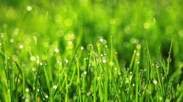 Herbe verte