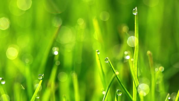 Herbe verte