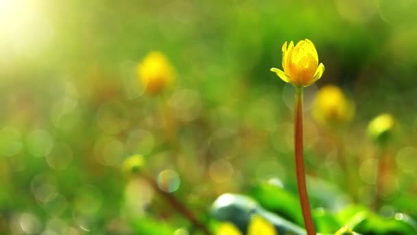 Стрибати, жовті квіти — стокове відео