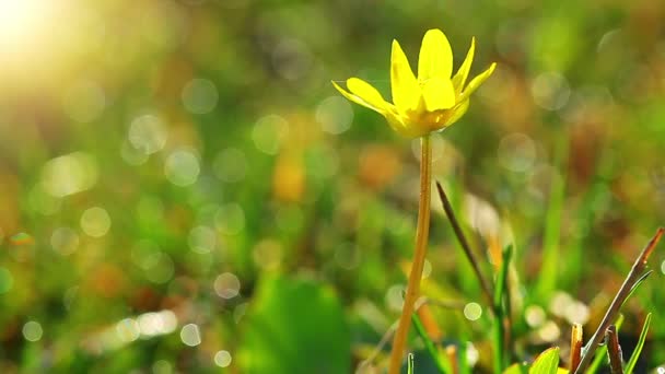 Primavera flor amarilla — Vídeo de stock