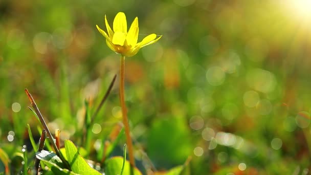 Primavera flor amarela — Vídeo de Stock