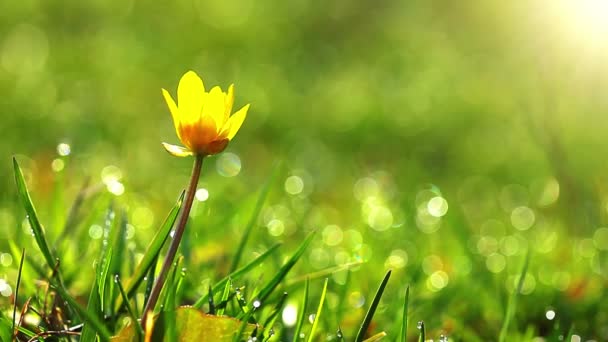 printemps fleur jaune