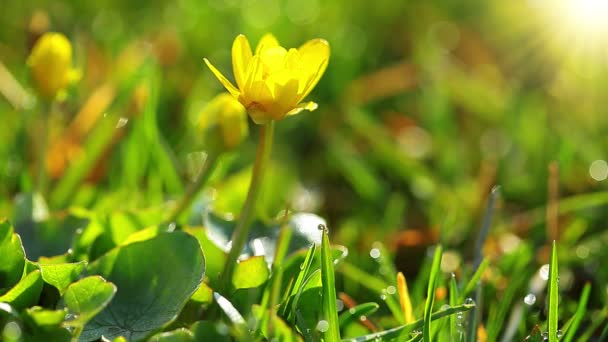 Tavaszi sárga virágok — Stock videók
