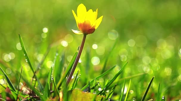 printemps fleur jaune