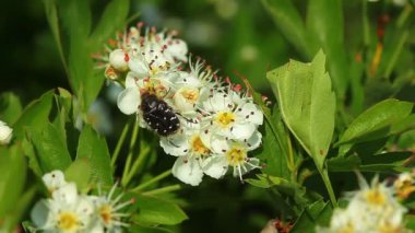 çiçekler ile Bumblebee