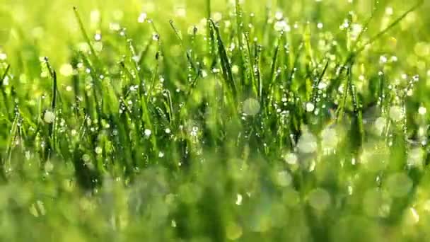 Herbe verte