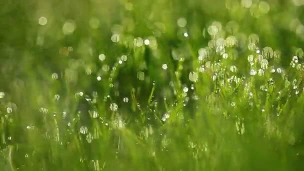 Herbe d'été 