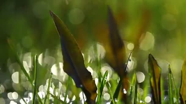 Grama de verão — Vídeo de Stock