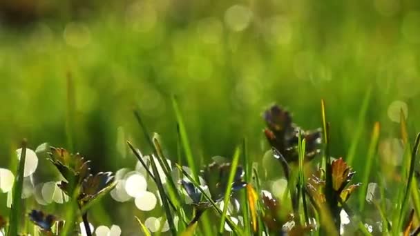 Sommar gräs — Stockvideo