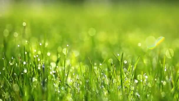 Herbe verte