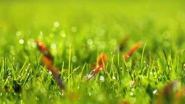 Herbe d'été 