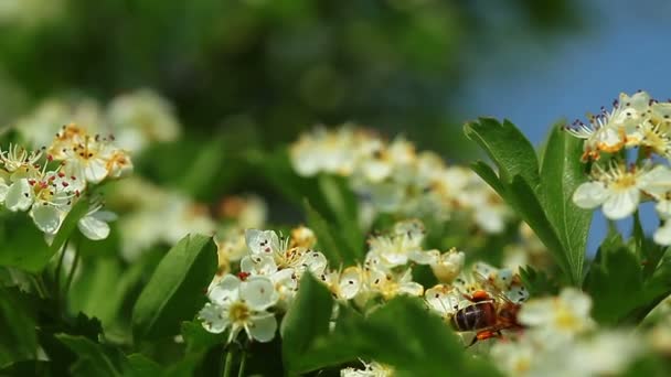 Bumblebee com flores — Vídeo de Stock