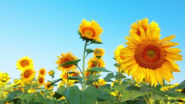 Sunflowers — Stock Video