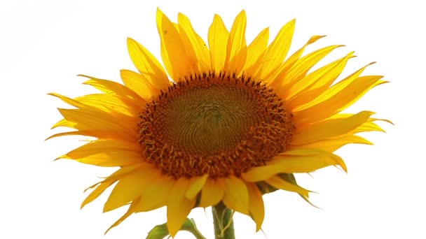 Tournesol