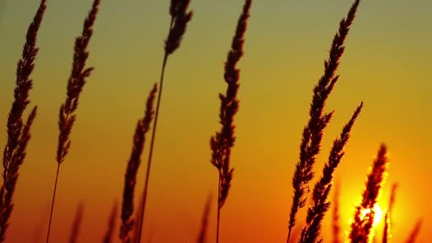 Gras zomerbloemen — Stockvideo