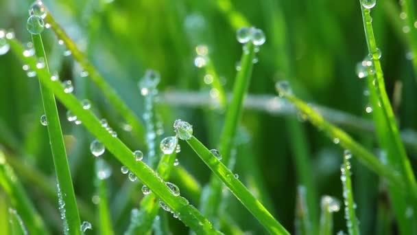 Herbe verte