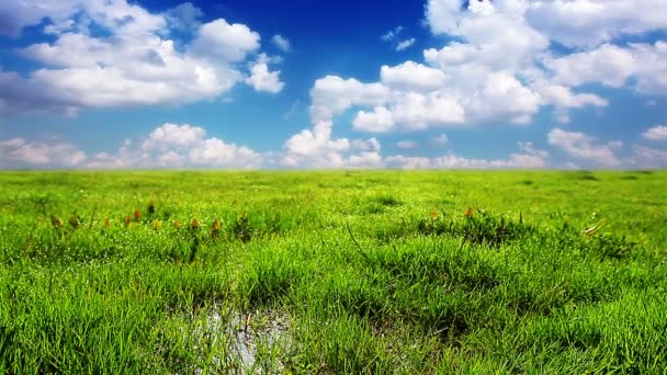 Campo sob céu nublado — Vídeo de Stock