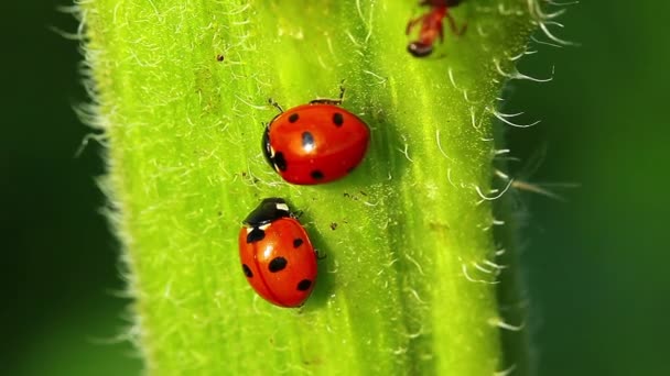 Ladybugs σε φύλλο — Αρχείο Βίντεο