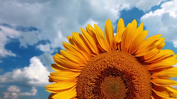 Tournesol