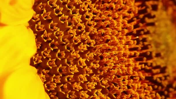 Sunflower stamens — Stock Video