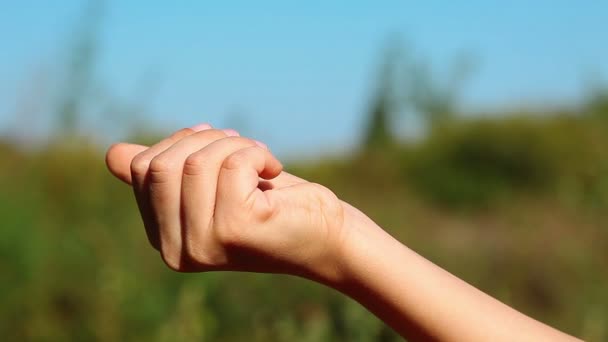 Hand löst Marienkäfer aus — Stockvideo