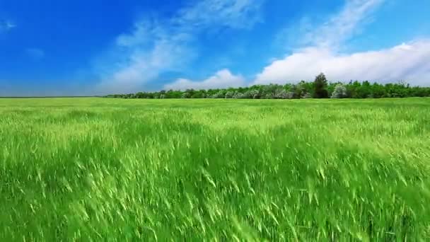Champ sous ciel nuageux 