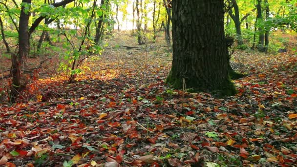 Forêt d'automne — Video