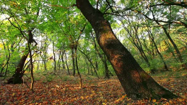 Bosque de otoño — Vídeos de Stock
