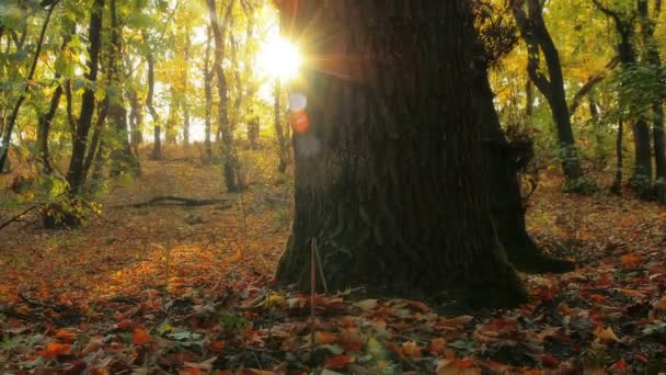 Φθινοπωρινό δάσος — Αρχείο Βίντεο