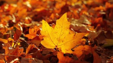 sonbahar yaprakları