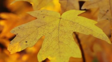 sonbahar yaprakları