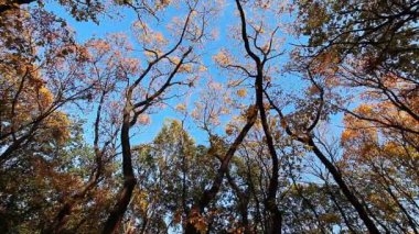 sonbahar orman gövdeleri