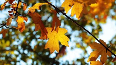 sonbahar yaprakları