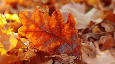 sonbahar yaprakları