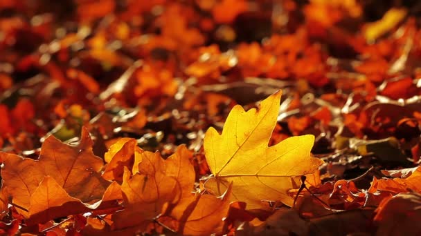feuillage d'automne