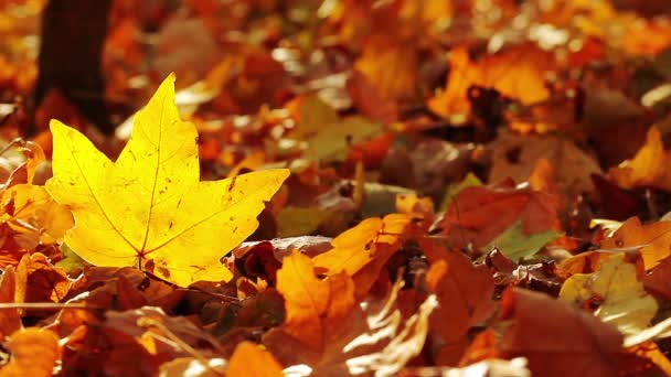 Feuillage d'automne — Video