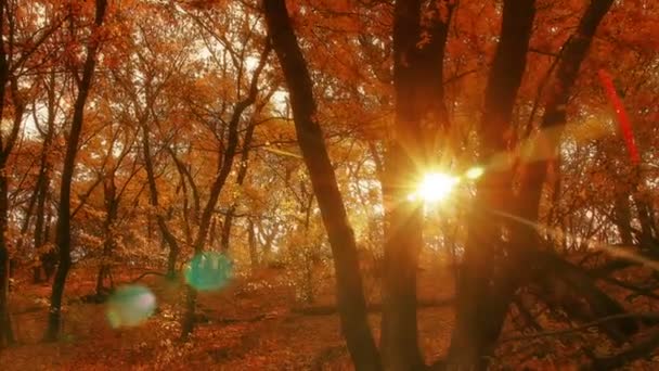 Bosque de otoño — Vídeos de Stock