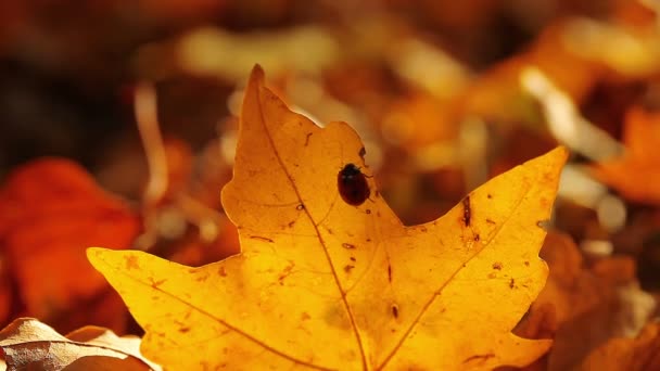 Coccinella su foglia gialla — Video Stock