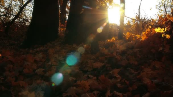 Herbstwald — Stockvideo
