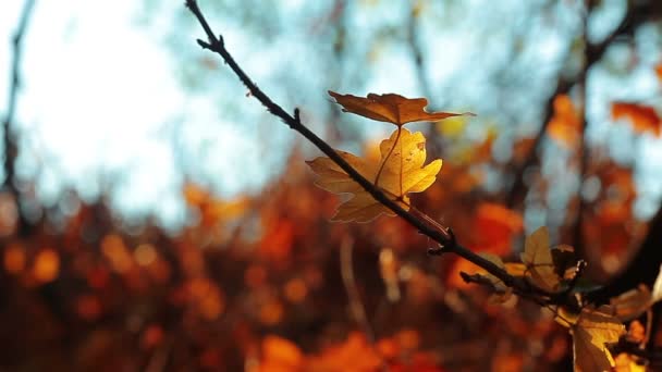 Herbstlaub — Stockvideo