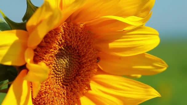 Girasole — Video Stock