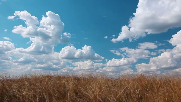 Feld unter bewölktem Himmel — Stockvideo