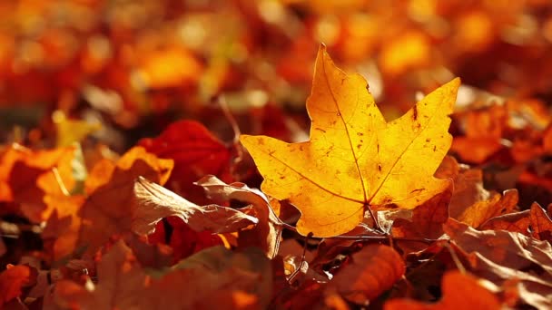 Осенняя листва — стоковое видео