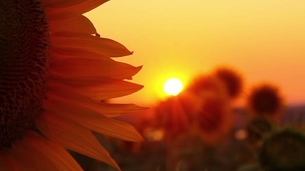 Campo de girasol — Vídeo de stock