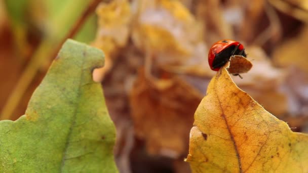 Lieveheersbeestje op geel blad — Stockvideo