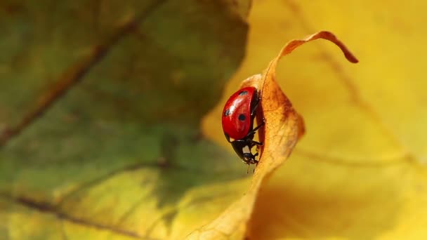 Ladybird sarı yaprak üzerinde — Stok video